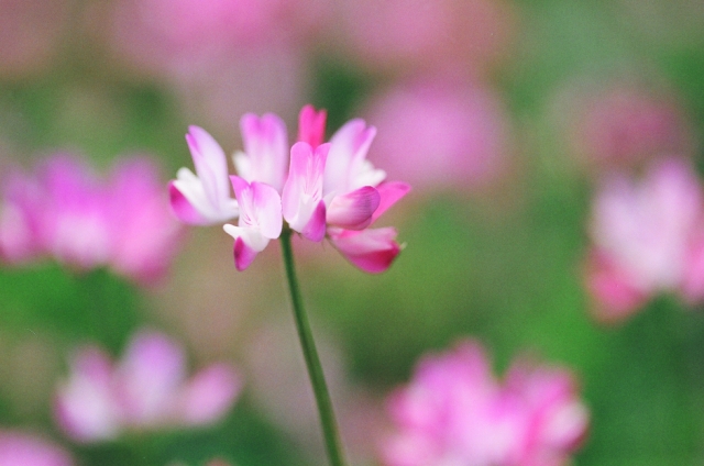 写真花
