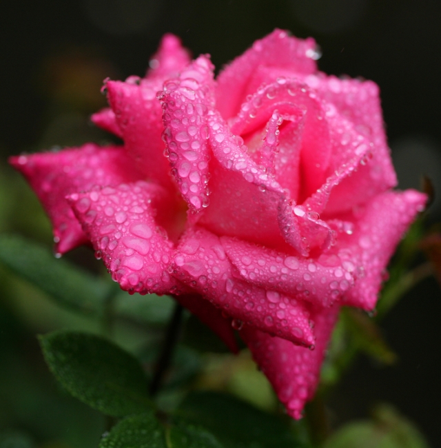 水無月・梅雨 (入梅)