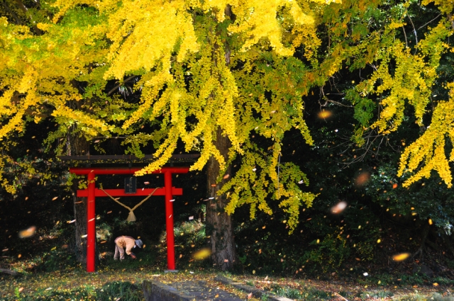 日本の自然2015  ・全日本写真連盟　関東本部委員委員展