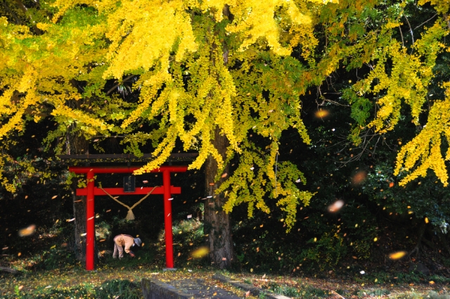 日本の自然2015  ・全日本写真連盟 関東本部委員委員展